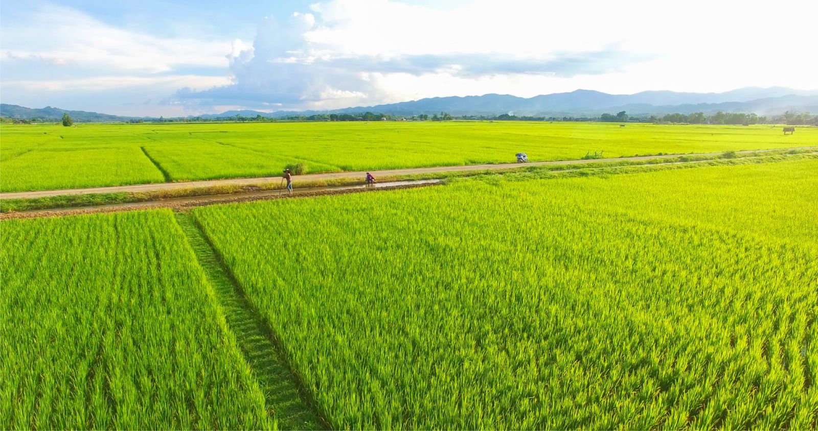 Xuất Khẩu Gạo - CÔNG TY TNHH NHÃ TƯỜNG